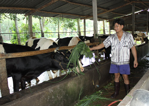Mô hình nuôi bò sữa tại xã Long Tân, huyện Dầu Tiếng. Ảnh: CAO SƠN
