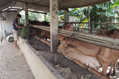 Anh Nguyễn Thụy Thanh Sang, ấp Bình Chữ, xã Bạch Đằng, TX.Tân Uyên chăm sóc đàn bò sinh sản. Ảnh: T.T