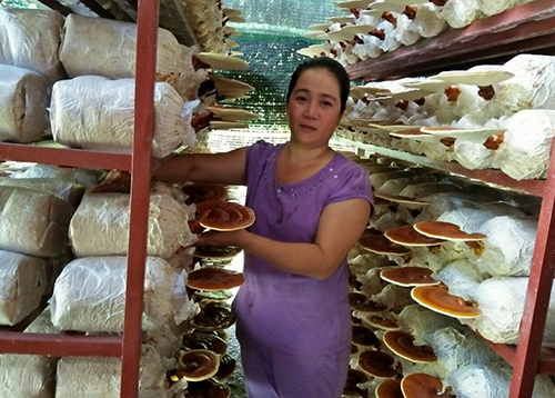 Chị Dương Thị Mộng Linh với trang trại nấm linh chi do chị gây dựng thành công